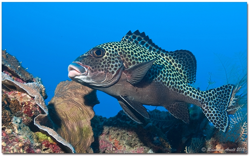 spotted sweetlips