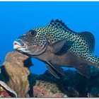 spotted sweetlips