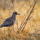 Spotted thick-knee