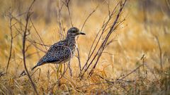 Spotted thick-knee