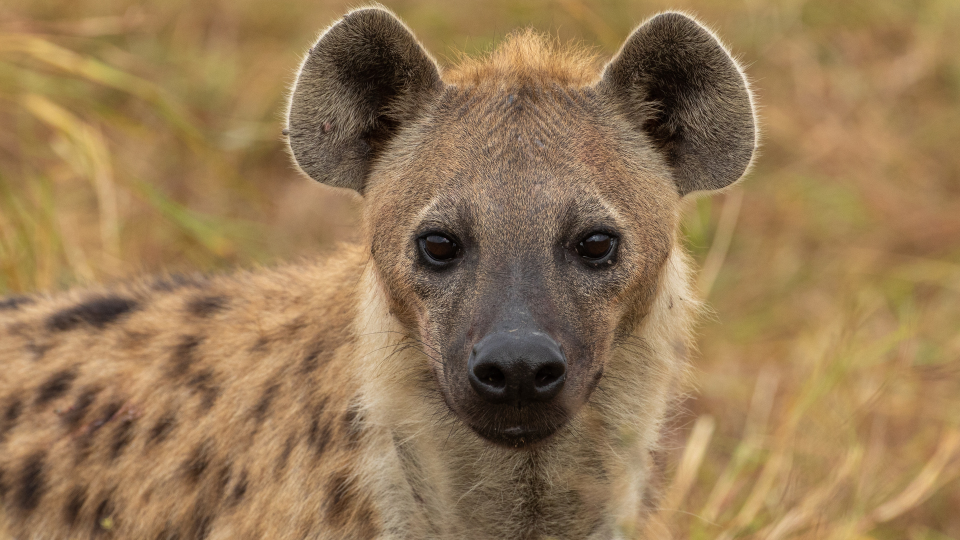 Spottet Hyaena