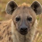 Spottet Hyaena