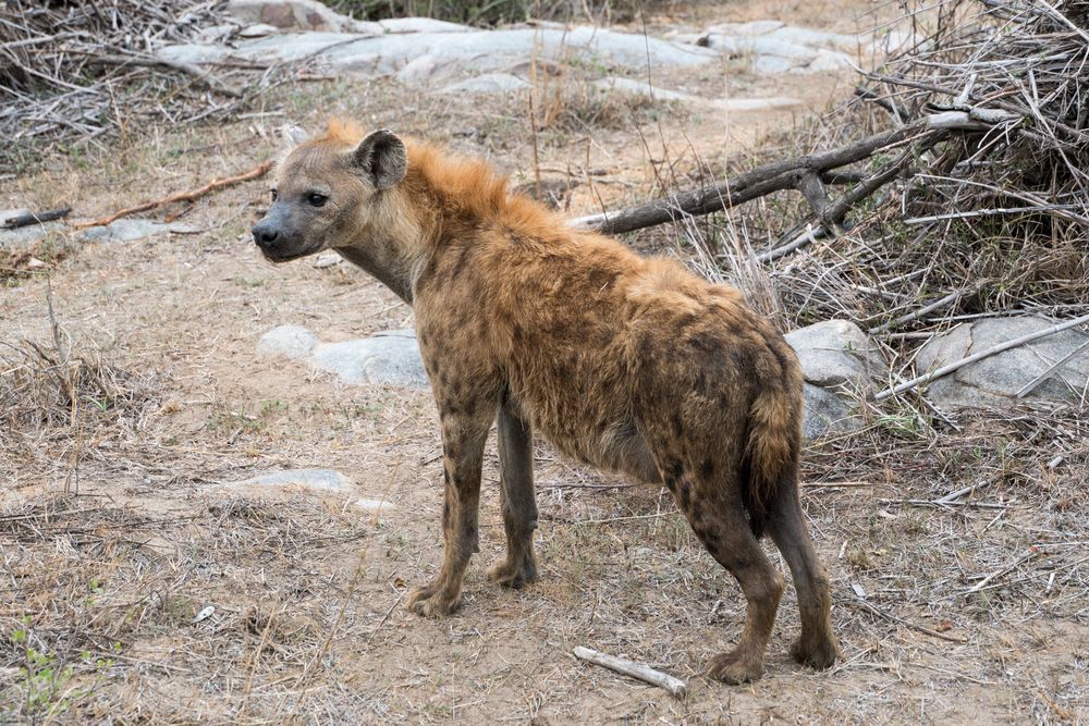 Spottet Hyaena