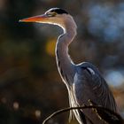 SPOTTING GREY HERON (2)