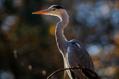 SPOTTING GREY HERON (2)