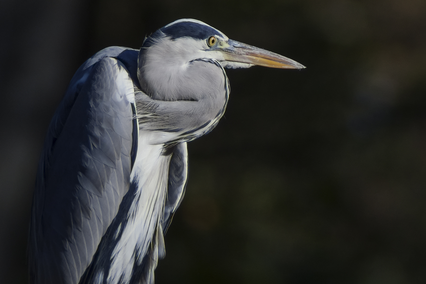 SPOTTING GREY HERON