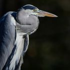 SPOTTING GREY HERON