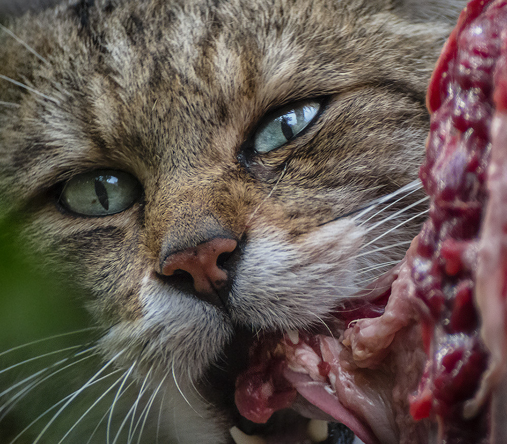 SPOTTING SCOPE meets WILDCAT (26)