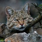 SPOTTING SCOPE meets WILDCAT (28)