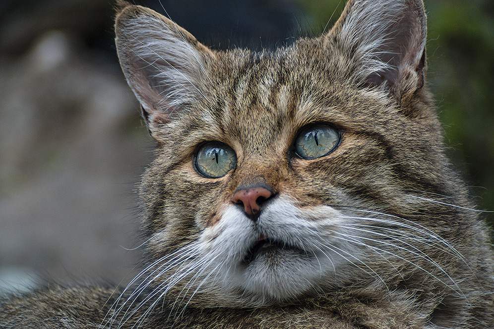 SPOTTING SCOPE meets WILDCAT (29)