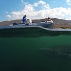 Spotting Whaleshark