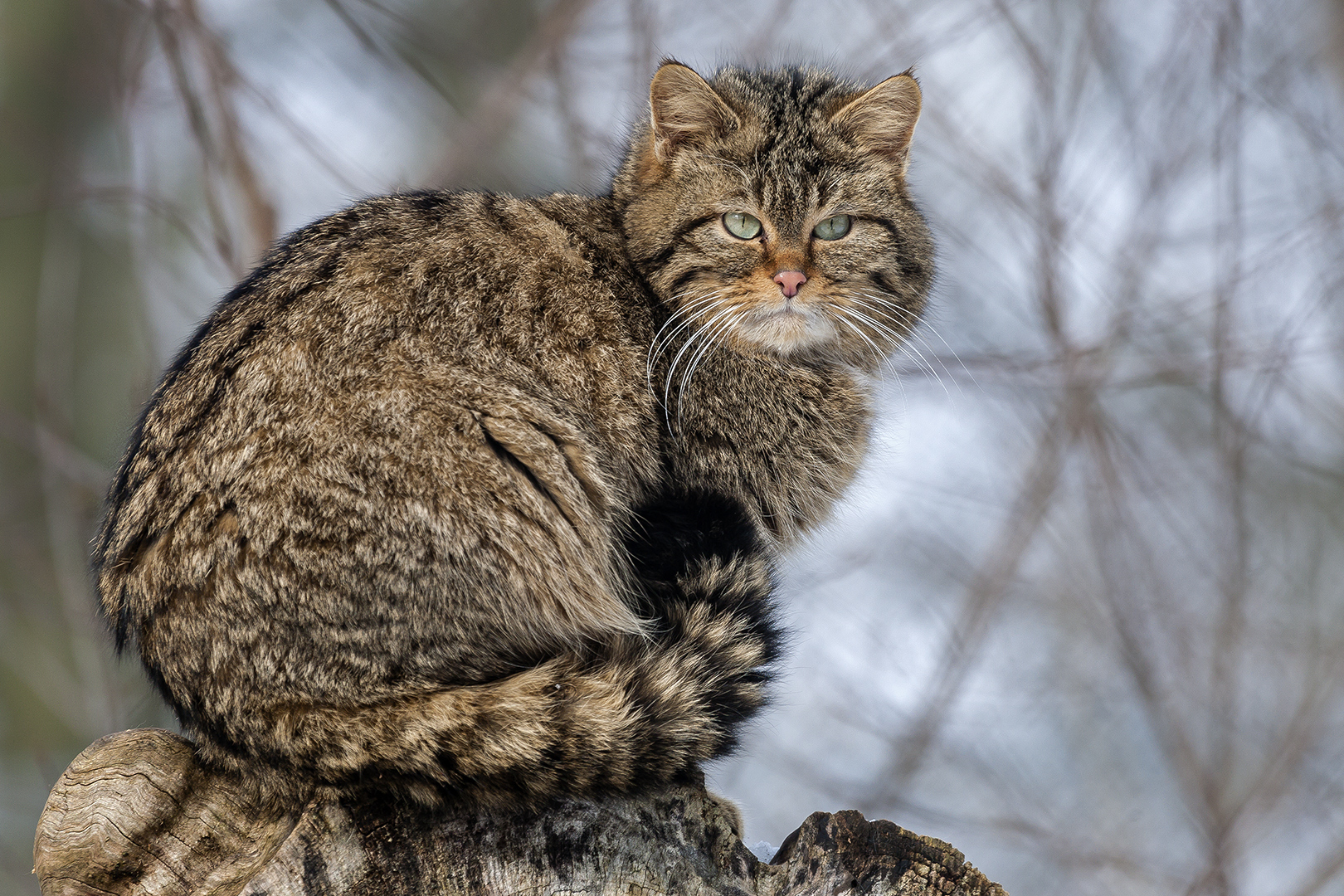 SPOTTING WILDCAT AT TOWER OF OBSERVATION