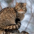 SPOTTING WILDCAT AT TOWER OF OBSERVATION