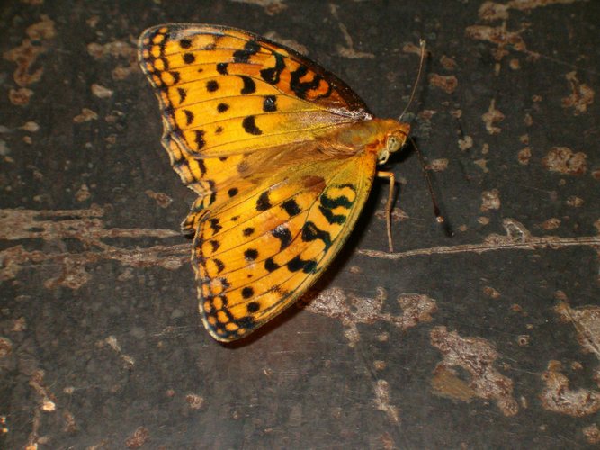 spotty butterfly on the spotty stone