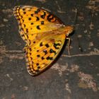 spotty butterfly on the spotty stone