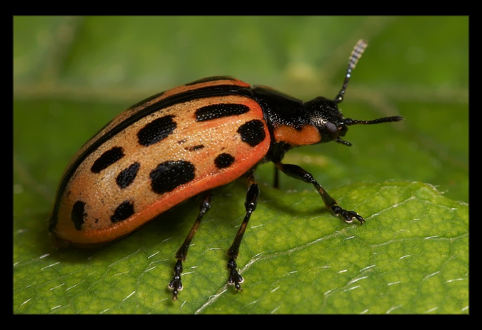 SPOTTY ORANGE