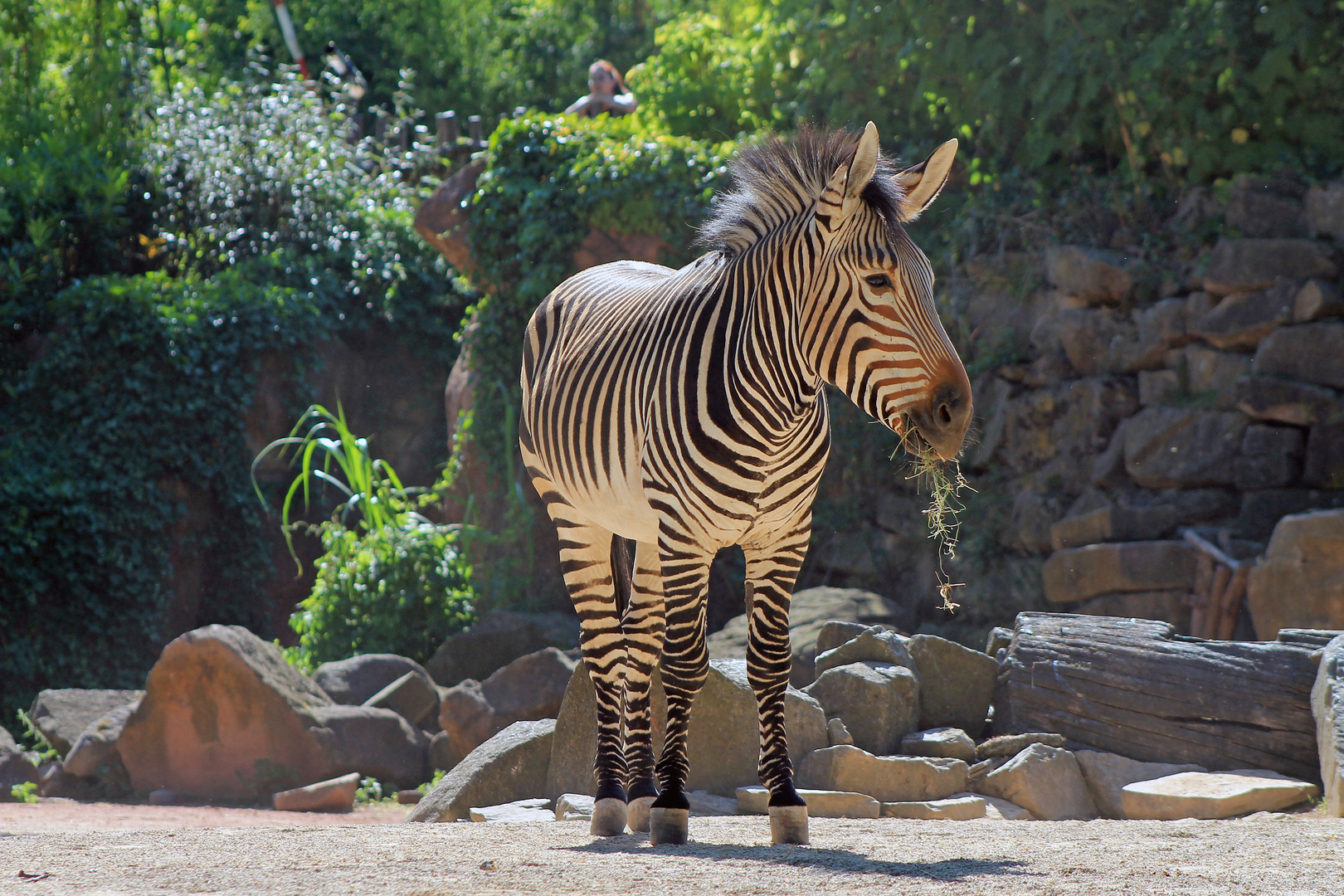 Sprach Abraham zu Bebraham, kann ich mal Dein Zebra ham?