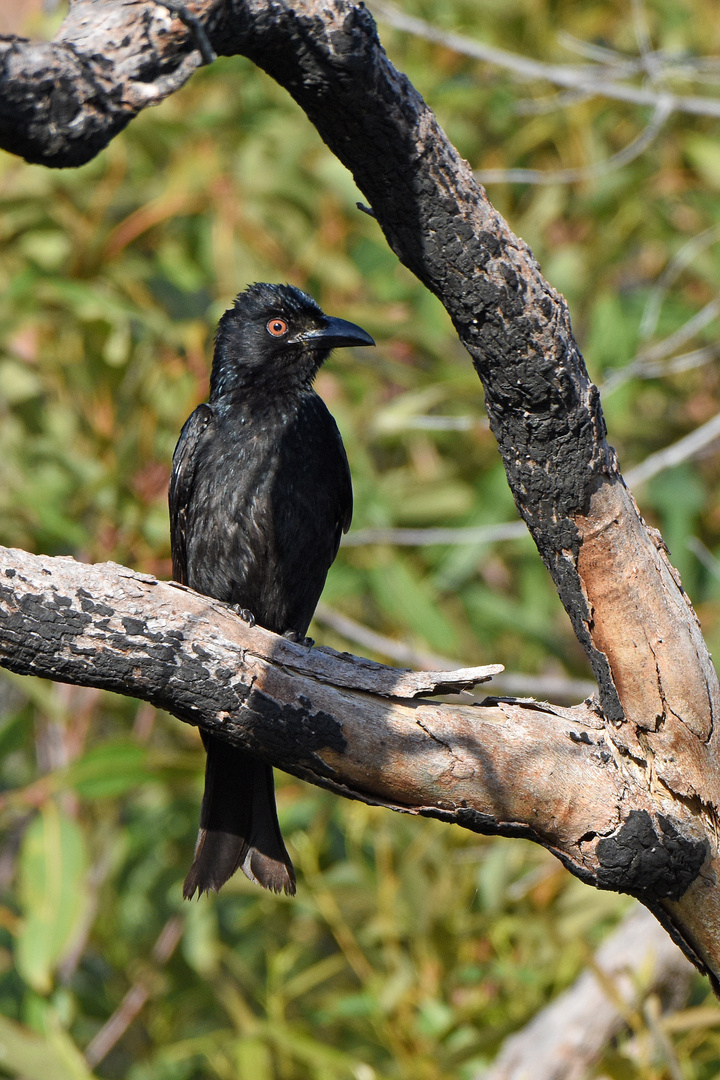 Sprangled Drongo ...