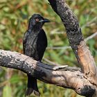 Sprangled Drongo ...