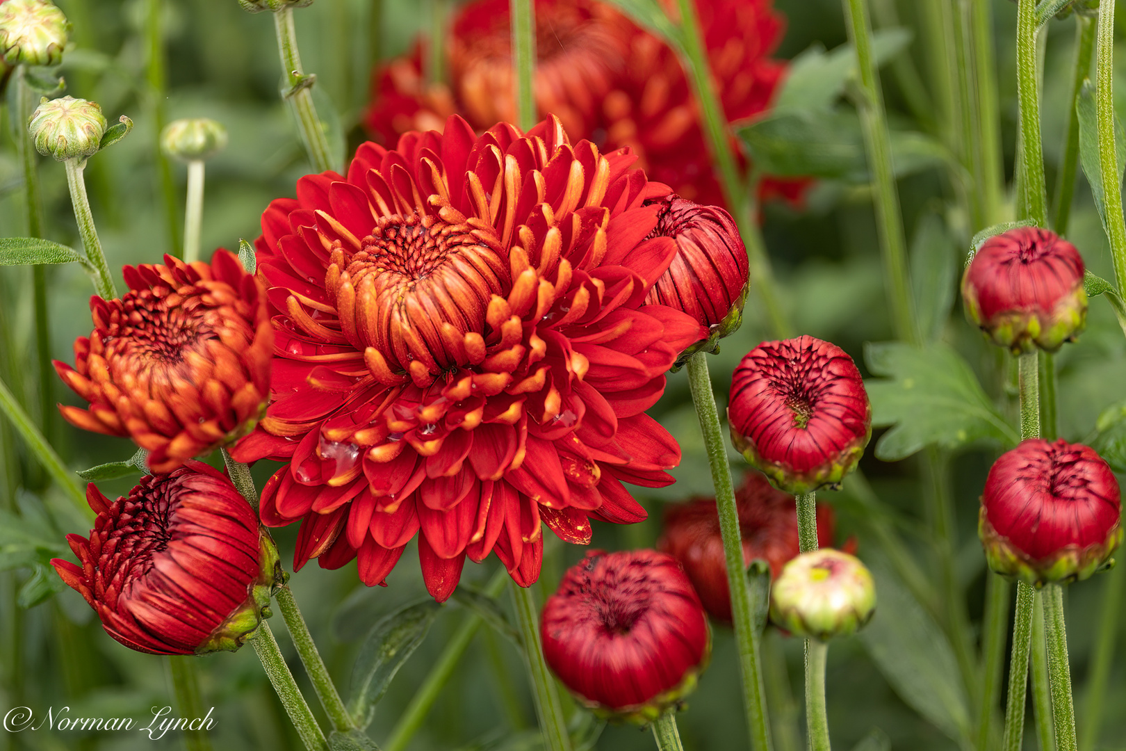 Spray Chrysanthemums