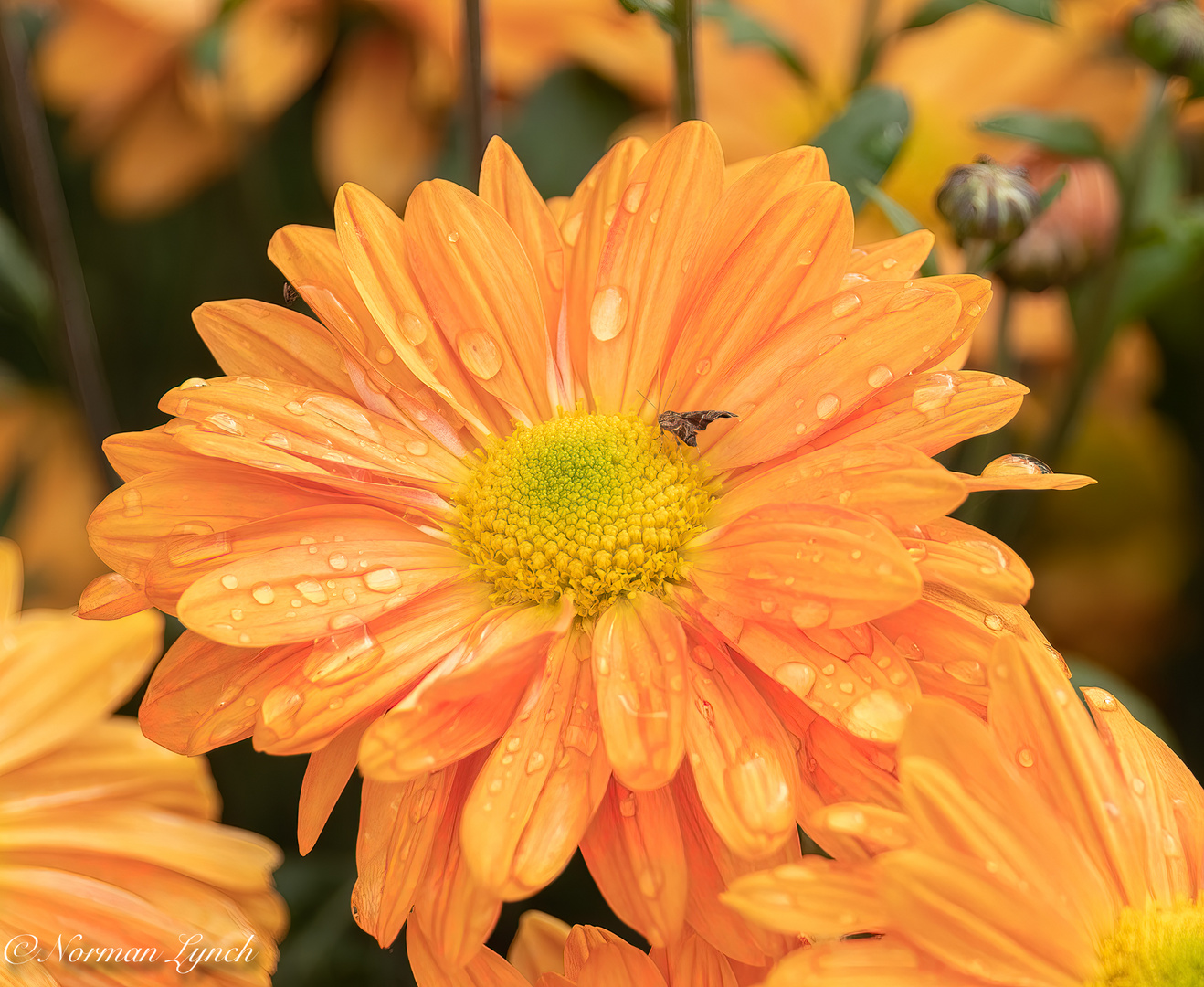 Spray Chrysanthemums No2