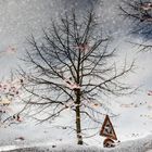 Sprazzi di Autunno in una pozza d'acqua