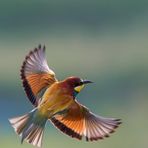 spread your little wings and fly away