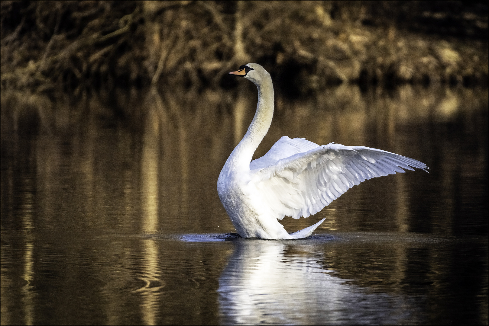 Spread your Wings