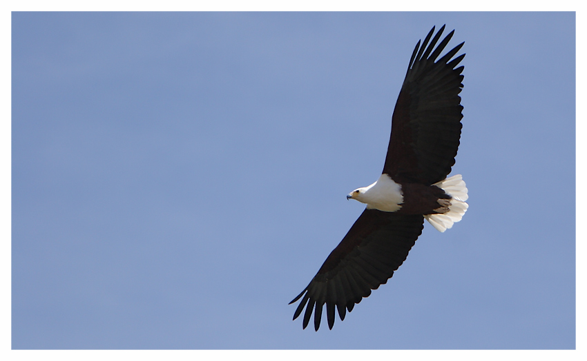 spread your wings