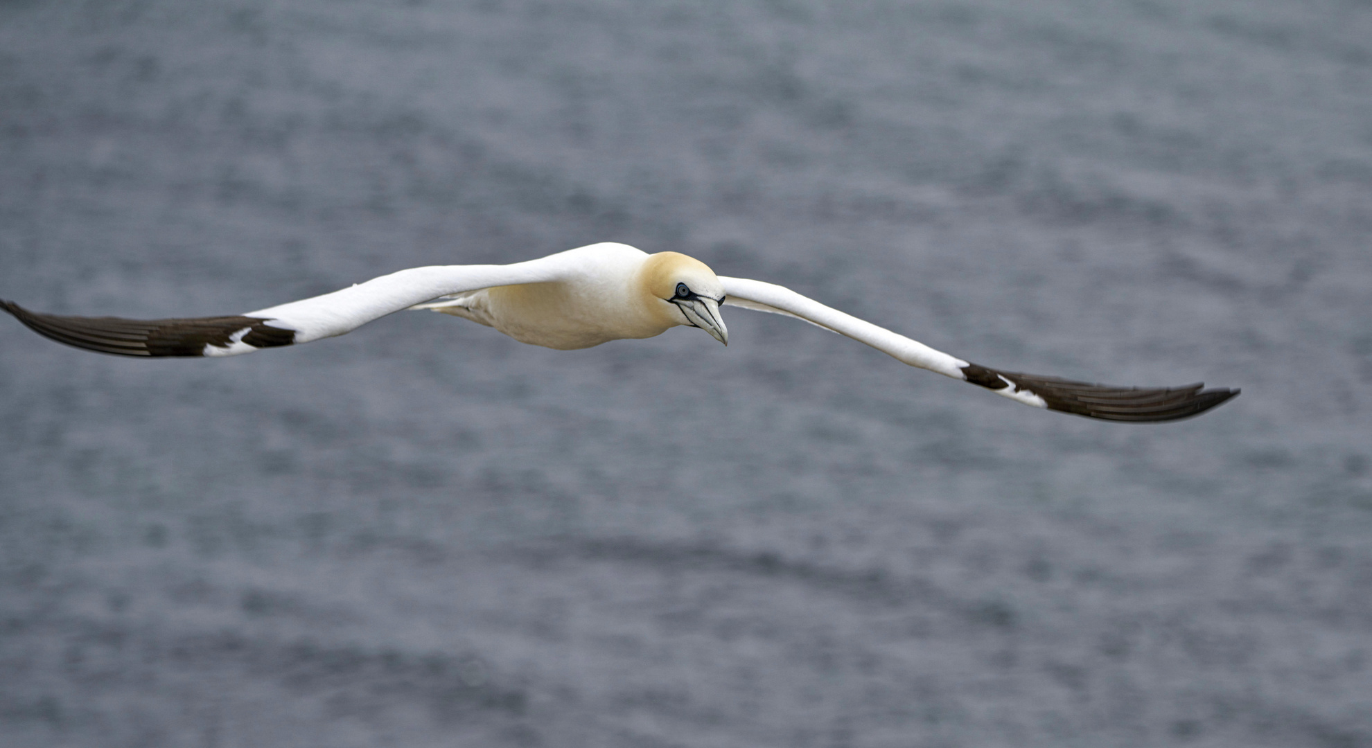 Spread your wings