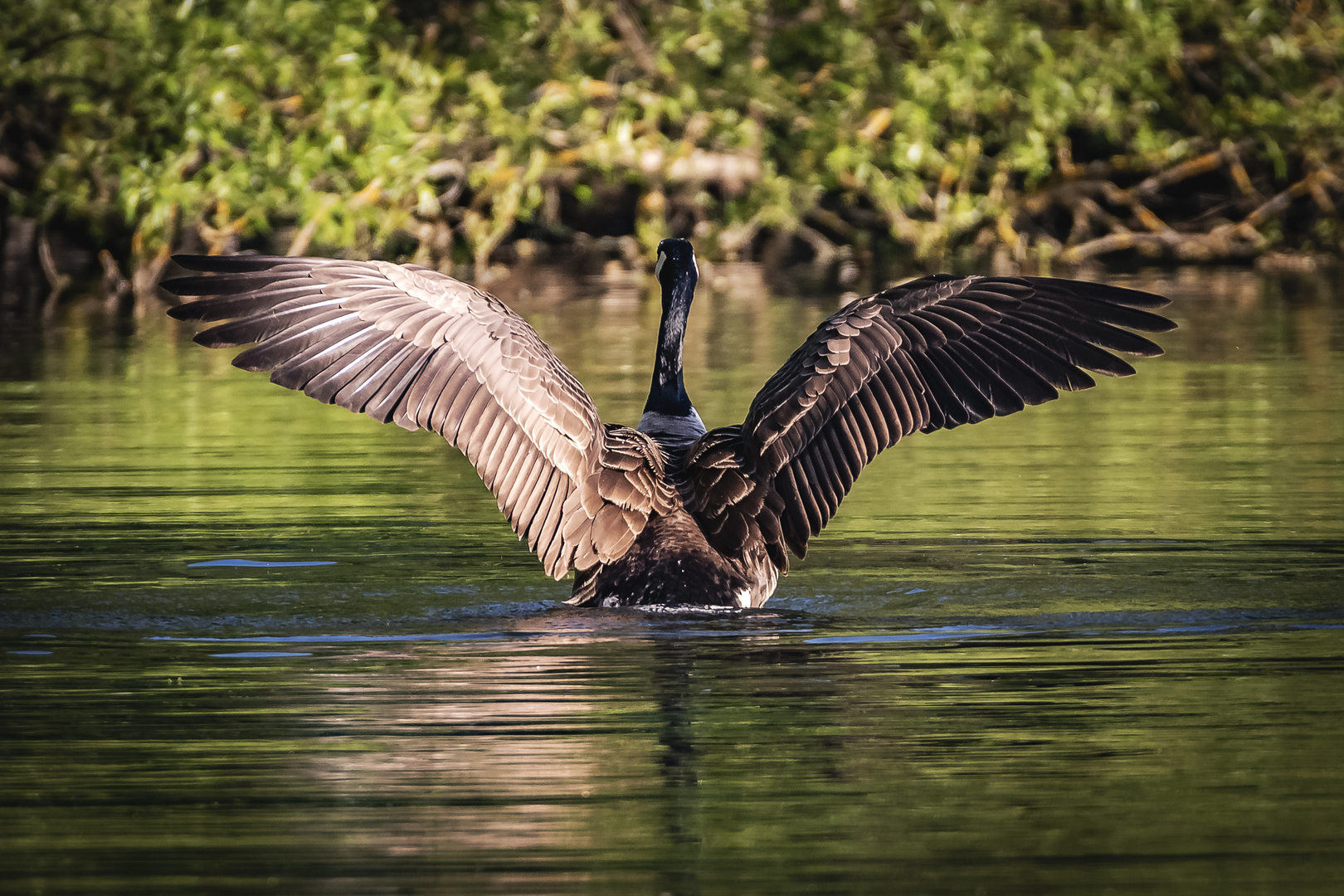 Spread your Wings!... 