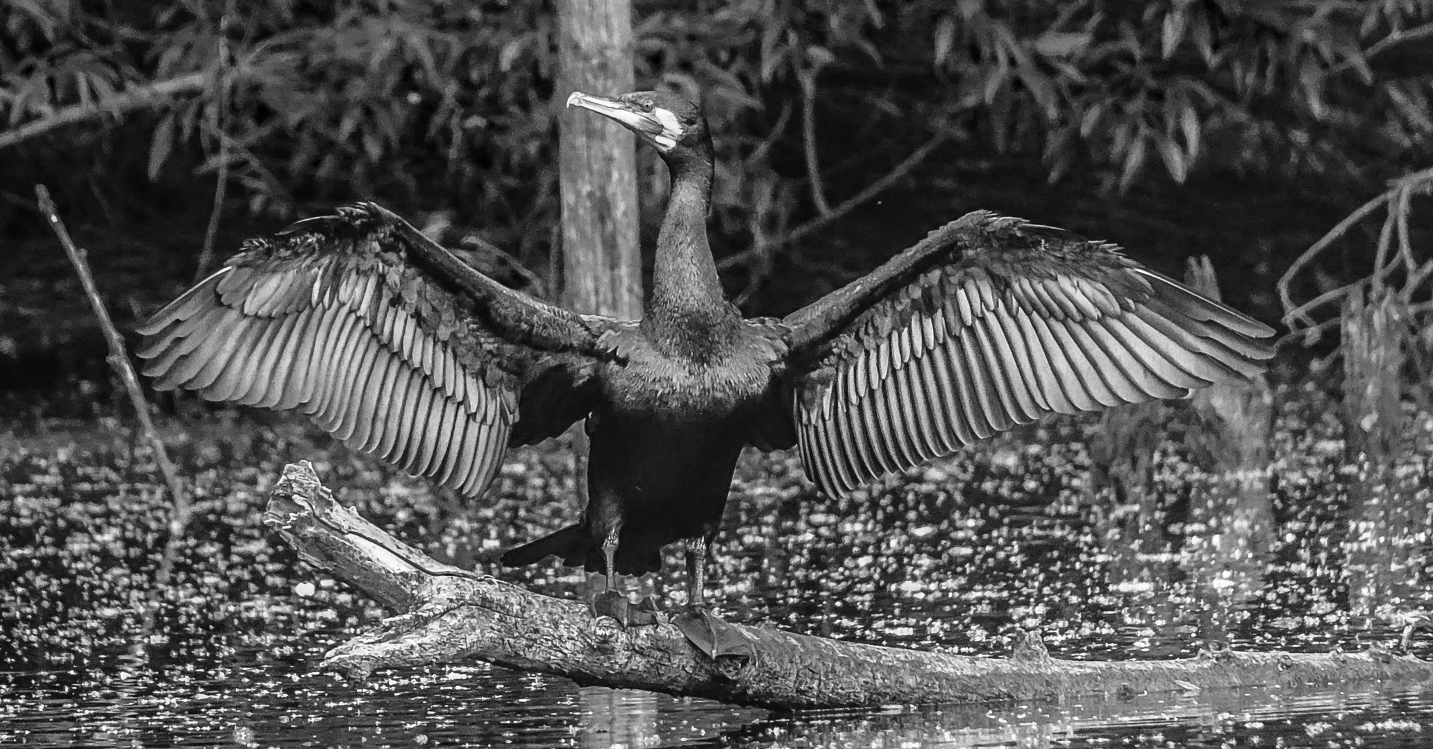 Spread your wings and dry