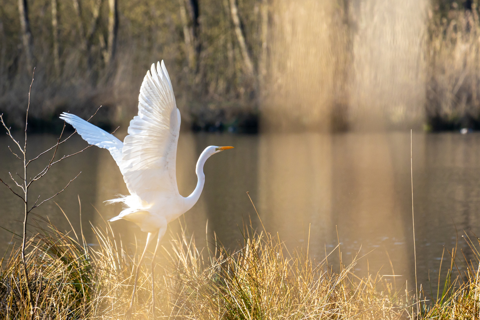 Spread your wings and fly away...