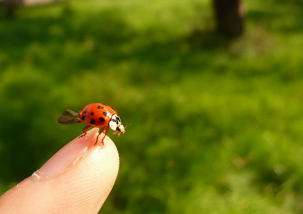 Spread your wings and fly away