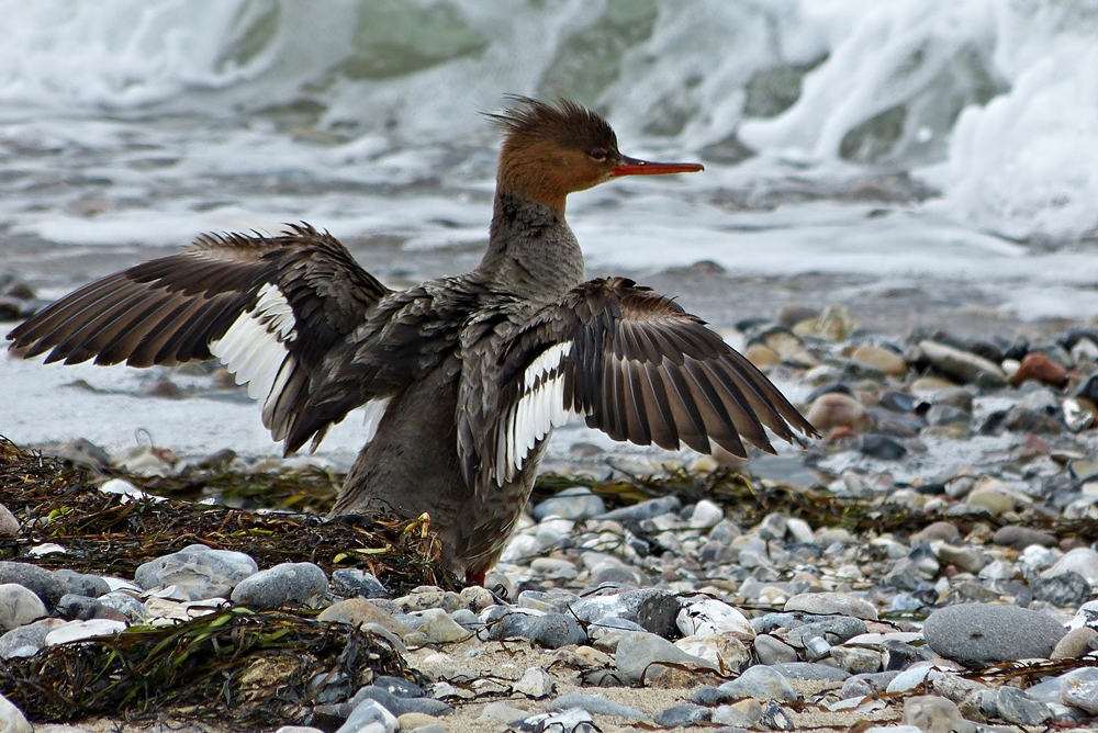 Spread your wings and fly ....