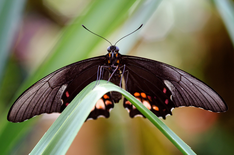 Spread Your Wings