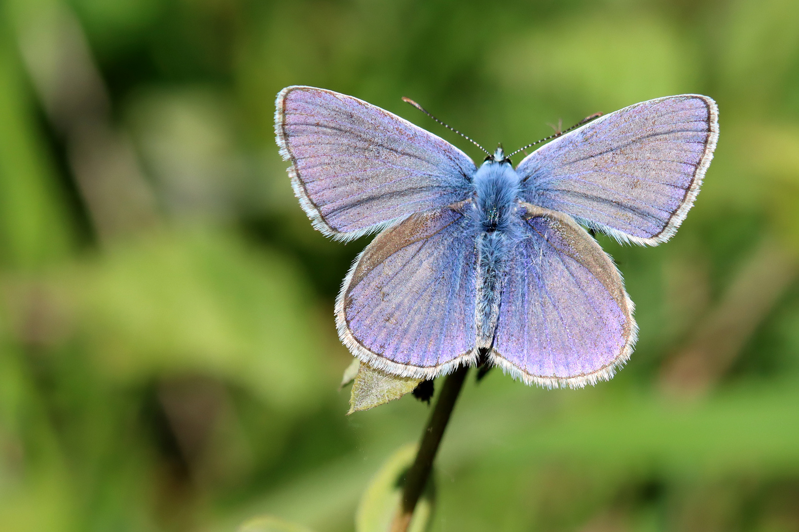 Spread your wings