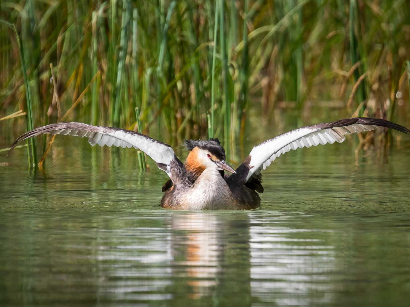 spread your wings