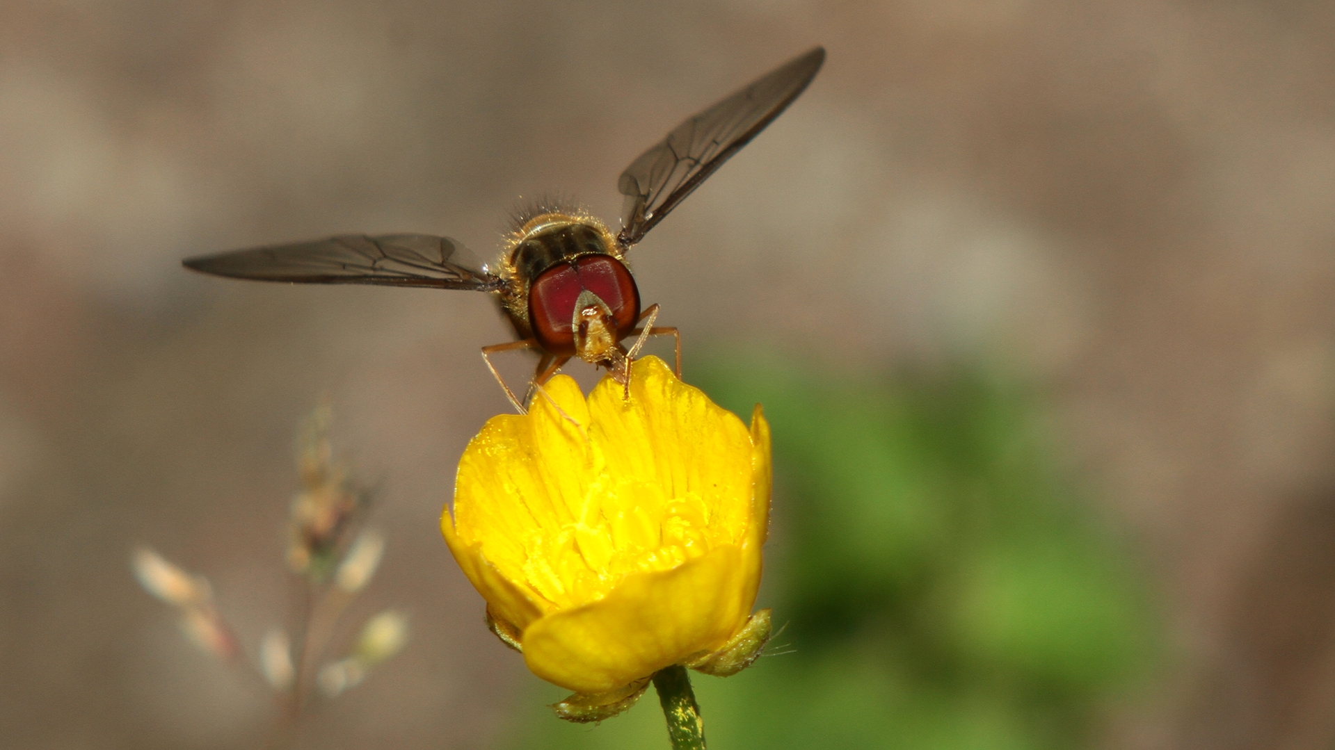 Spread your wings