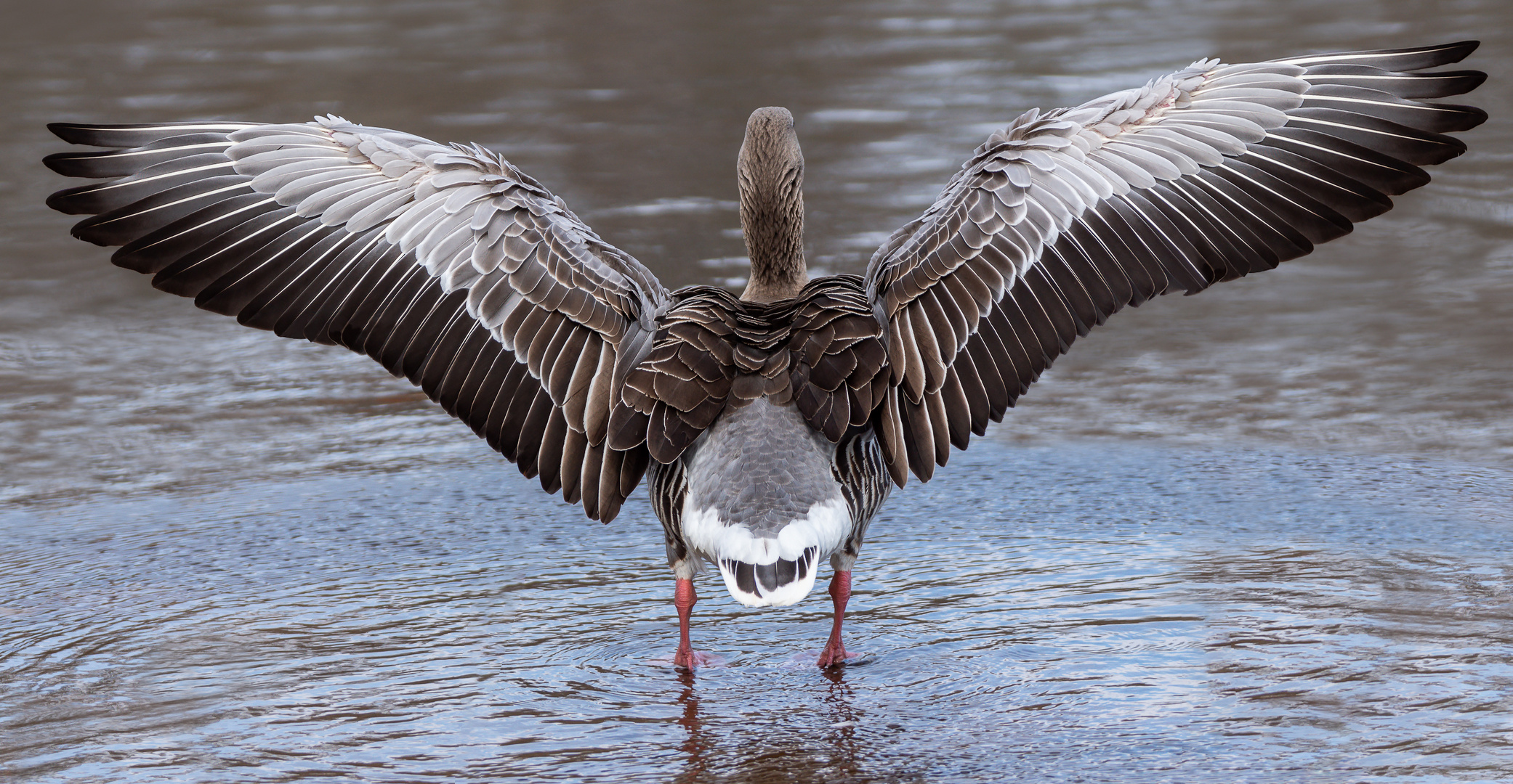 Spread your wings - denkt sich wohl die Graugans