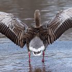 Spread your wings - denkt sich wohl die Graugans