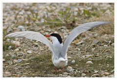 Spread your wings - Texel