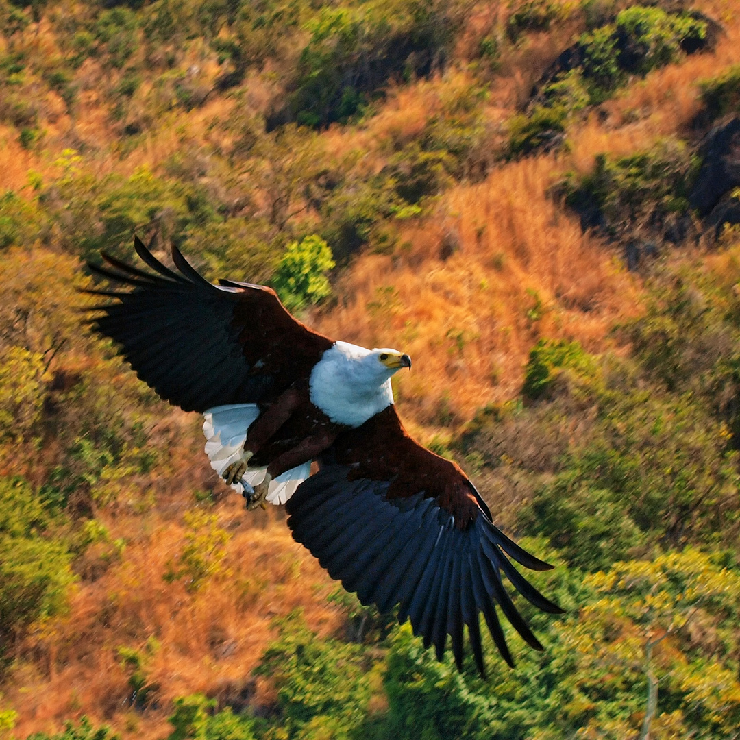 Spreading wings