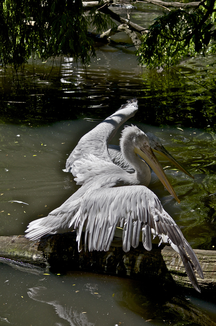 spreading wings