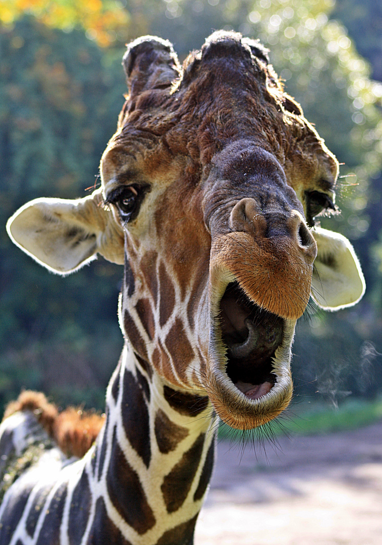 Sprechende Giraffe Zoo Duisburg