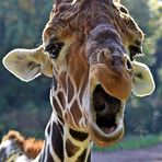 Sprechende Giraffe Zoo Duisburg