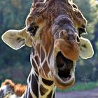 Sprechende Giraffe Zoo Duisburg