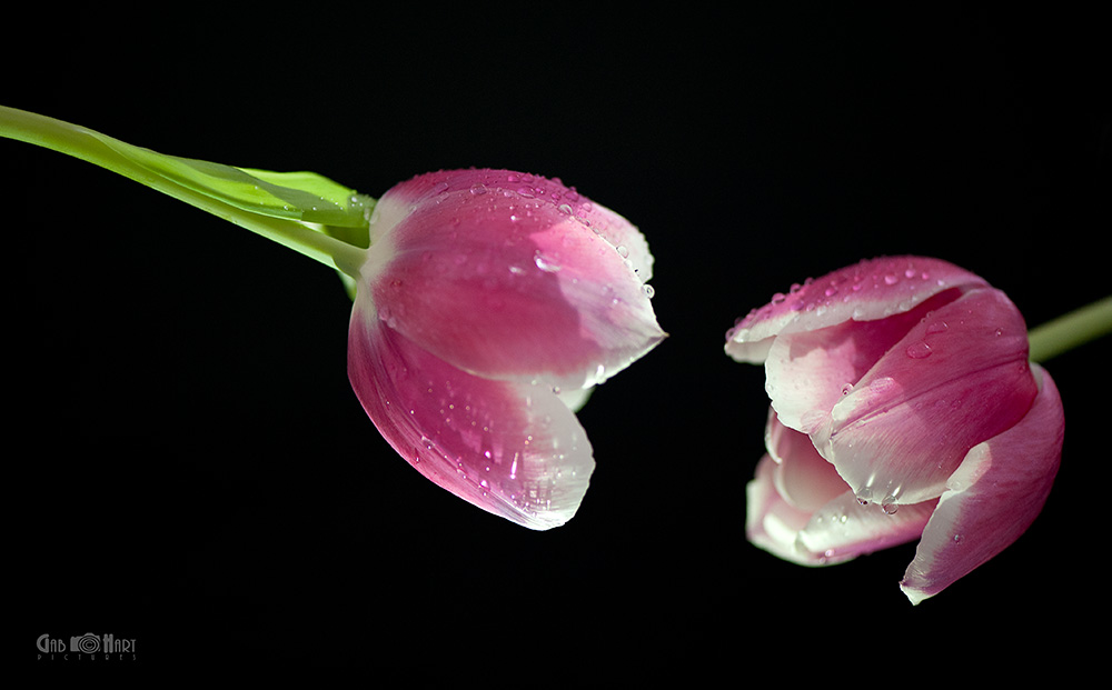 Sprechende Tulpen ;)