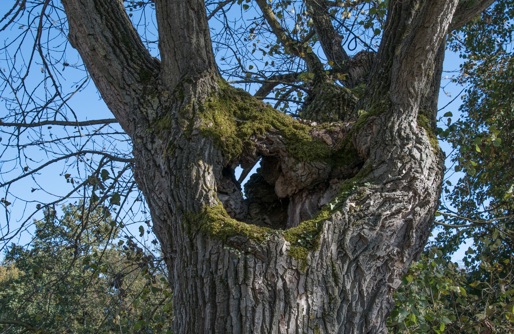 SPRECHENDER BAUM ?