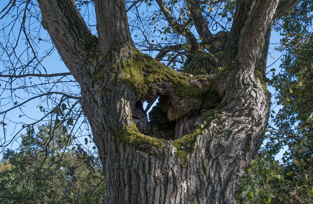 SPRECHENDER BAUM ? Foto & Bild park, blau, baum Bilder auf